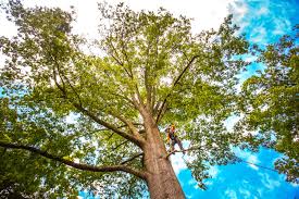 Best Tree Maintenance Programs  in Middleport, NY