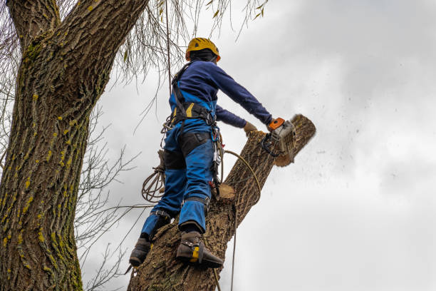 Best Tree Disease Treatment  in Middleport, NY